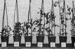 Гиббереллины Синтез гиббереллинов и распределение их в растении