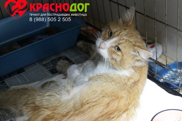 Кракен дарк ссылка